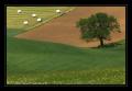 Wiese Baum #6737