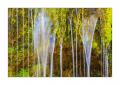 Wasserfall Moos #31782