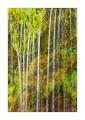 Wasserfall Moos #31796