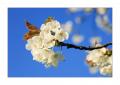 Kirschbaumblüten #31607