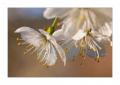 Kirschbaumblüten #31673