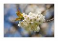 Kirschbaumblüten #28972