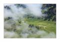 Diemtigtal im Nebel #32631
