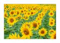 Sonnenblumen #31426