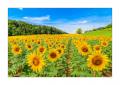 Sonnenblumen #31427