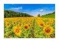 Sonnenblumen #31430