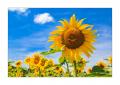 Sonnenblumen #31444