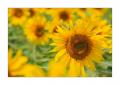 Sonnenblumen #31475