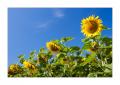 Sonnenblumen #32885