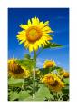 Sonnenblumen #32912