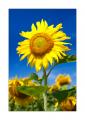 Sonnenblumen #32917