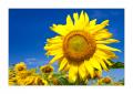 Sonnenblumen #32923