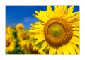 Sonnenblumen #32926
