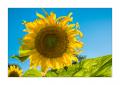 Sonnenblumen  #FJ00174