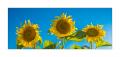 Sonnenblumen  #FJ00176