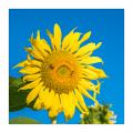 Sonnenblumen  #FJ00183