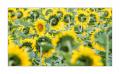 Sonnenblumen  #FJ00197