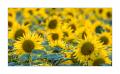 Sonnenblumen  #FJ00204