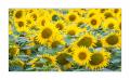 Sonnenblumen  #FJ00208