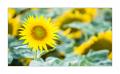 Sonnenblumen  #FJ00216