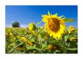 Sonnenblumenfeld #32872