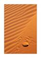 Tierspuren im #Sand 28054