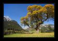 Diemtigtal #16127