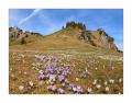 Bergfrühling im Diemtigtal #32099 Pano