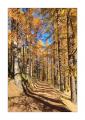 Waldweg #35512