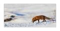 Fuchs #36680