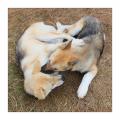 Hunde #39785