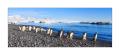Adelie- und Eselspinguine #334078