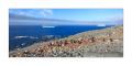 Adeliepinguine #334249