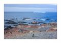 Adeliepinguine #334256