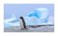 Eselspinguin #334883
