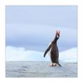 Eselspinguin #334897