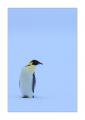 Kaiserpinguin #334605