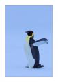 Kaiserpinguin #334613