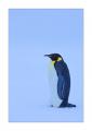 Kaiserpinguin #334616