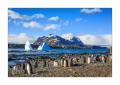 Eselspinguine #333520 Eselspinguine #333520