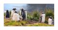 Eselspinguine #333679