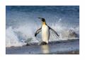 Koenigspinguin #333417