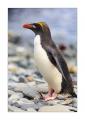 Goldschopfpinguin #333850