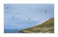 Albatrosse #333019