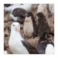Albatrosse und Pinguine #333021