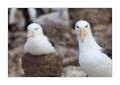 Albatrosse #333033
