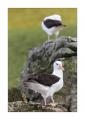 Albatrosse #333042