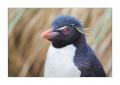 Eselspinguin #333062