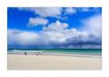 Eselspinguine am Strand #333258