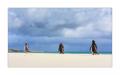 Eselspinguine am Strand #333271